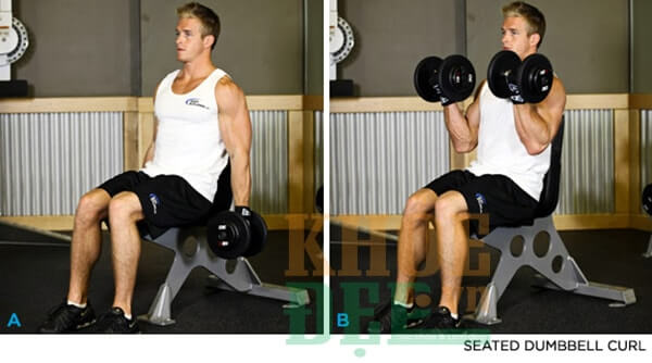 Lich tap the hinh 6 buoi 1 tuan seated dumbbell curl