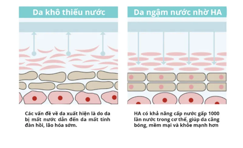 [Hỏi – đáp] HA và Niacinamide có dùng chung được không?