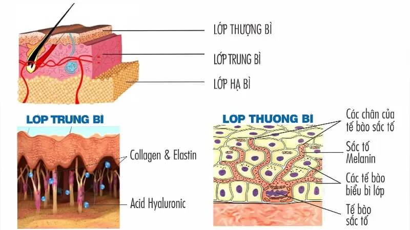 Sắc tố melanin là gì? Melanin có vai trò gì với da?